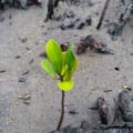 White Mangrove