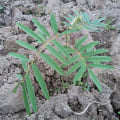 Tephrosia