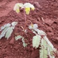 Calliandra
