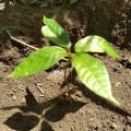 Cacao