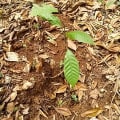 Cacao