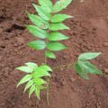 Cedro Rosa