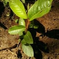 Guava