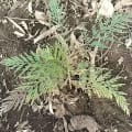Grevillea