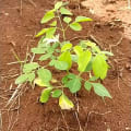 Babytree