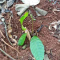 Cacao