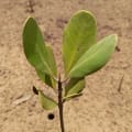 Mangrove Jaune