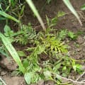 Grevillea