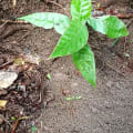 Cacaobello