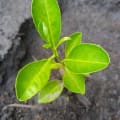Citronnier