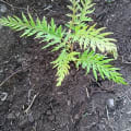 Grevillea