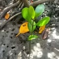 White Mangrove