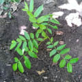 Cedro
