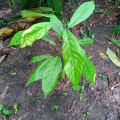 Cacao