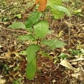 Cacao