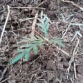 Grevillea