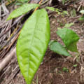Cacao
