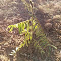 Tephrosia