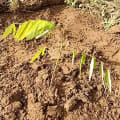 Cassia
