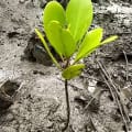 Weiße Mangrove