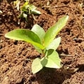Guava