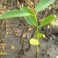 Mangrove Blanche