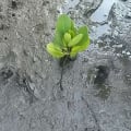 White Mangrove