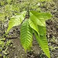 Cacao