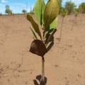 Mangrovia Gialla