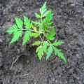 Neem