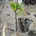 White Mangrove