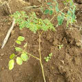 Moringa