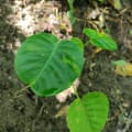 Albero Dinamite