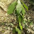 Cacao