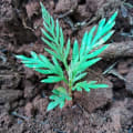 friends tree