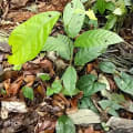 Cacao