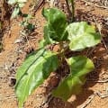 Tamarillo