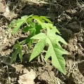 Papaya