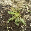 Grevillea