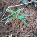 Grevillea