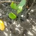 Weiße Mangrove