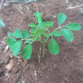 Moringa