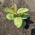 Guava