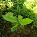 COFFEE TREE
