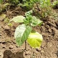 Tree Tomato