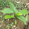 Cacaotier