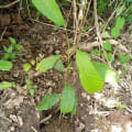 Cacao