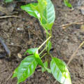 Roble
