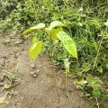 Croton