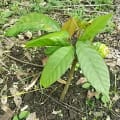Cacao